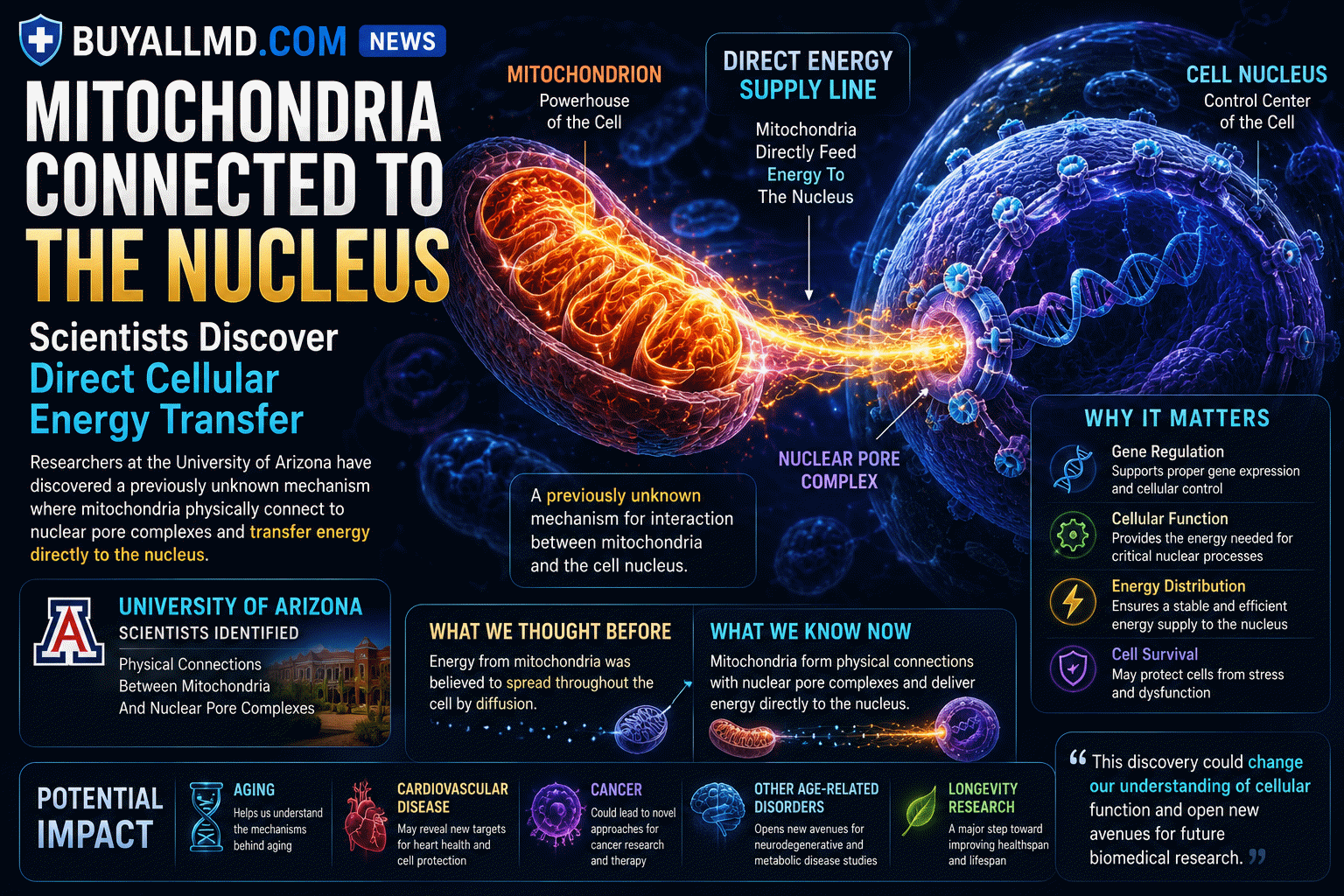 Mitochondria physically connecting to nuclear pore complexes — a previously unknown direct energy supply line to the cell nucleus