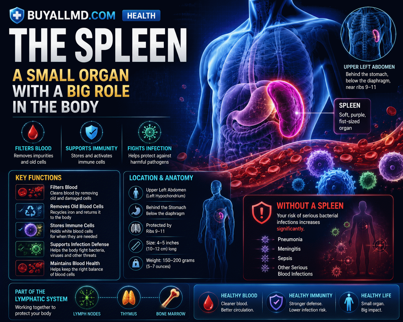 Spleen anatomy — fist-sized organ located behind the stomach in the left upper abdomen, responsible for blood filtration and immune function